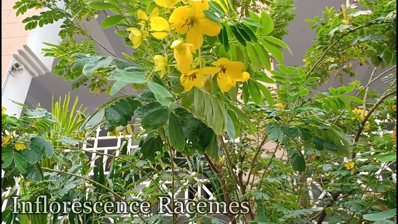 Senna siamea  || yellow cassia  || family fabaceae || legume