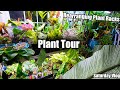 Houseplant tour  fixing up the plant racks  saturday vlog