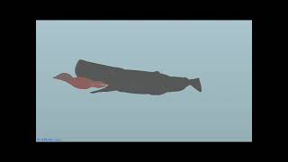 Sperm-Whale Eats a colossal squid (sticknodes)