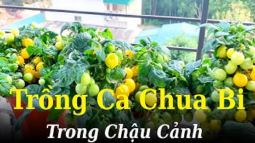 Cách Trồng " Cà Chua Bi " Cực Đơn Giản Trong Chậu Cảnh !