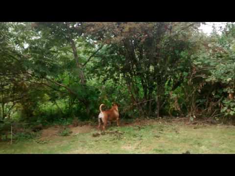 Boerboels attack bear