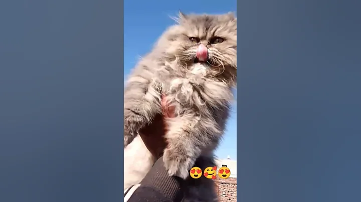 Watch the video about Beautiful cute Persian cat #beautiful #cute #persiancat #pets #cat #animals #funny #shorts #explore