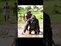 Gorilla vs Asur | Mud &amp; Water Epic Fight | Dangerous USA Battle Scene