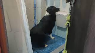 I Ask My Dog To Pee Inside The Bathroom