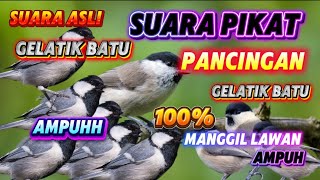 suara pikat Burung gelatik batu gacor,Gelatik_batu gacor dengan 9 variasi mewah istimewah✅