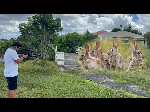 Wild Rabbits Take over Private Orange Farm! Long Range Hunting with .22 Airgun!