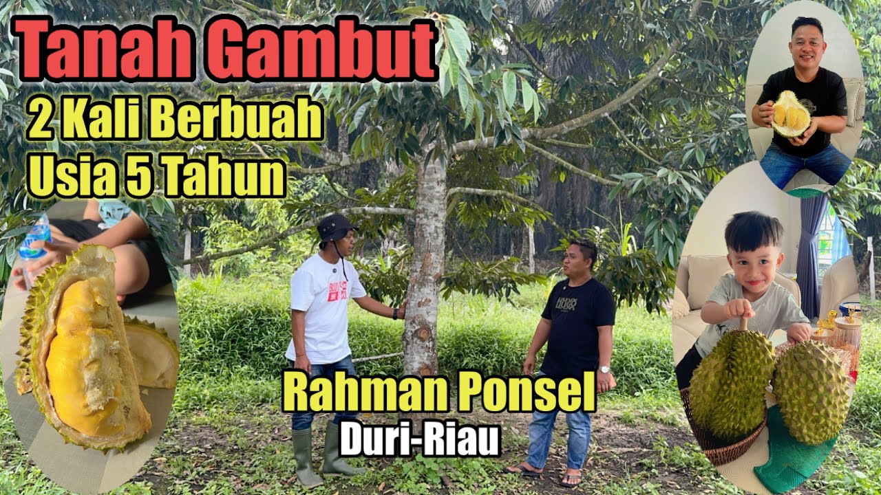 Usia 5Tahun 2 Kali Berbuah||Kebun Durian Tanah Gambut Milik Mas Rahman Akbar||Duri Riau