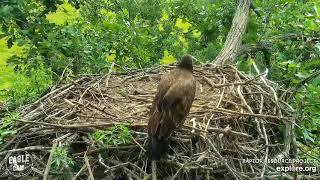 #25 Eagle Nest | Sub-adult steals a prey ~ 07-26-2020