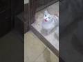 صدف غريبة بتجمعني بيهم كأنها مستنياني Cat Shortsvideo Shortvideo Subscribe Shorts Short صدف غريبة بتجمعني بيهم كأنها مستنياني Cat Shortsvideo Shortvideo Subscribe Shorts Short