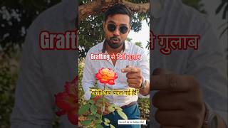 ​"किसानी का भविष्य: खेत से लैब तक का जादुई सफ़र! 🌹🧬 #shorts #farming #rose #desijugaad