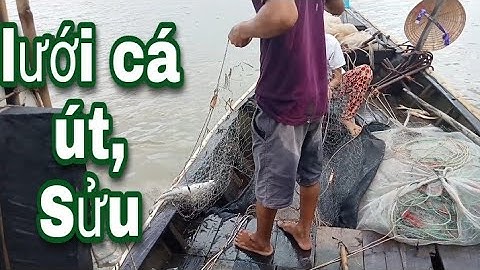 lưới cá út, Sửu trên sông hậu | được một con Sửu kéo nặng tay.