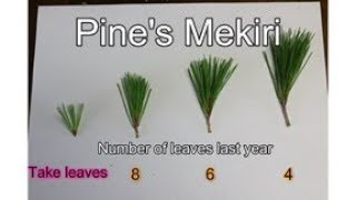 Pine's Mekiri Basics　芽切りの基本　盆栽　bonsai