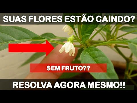 Vídeo: Por que uma pimenta deixa cair o botão de flor