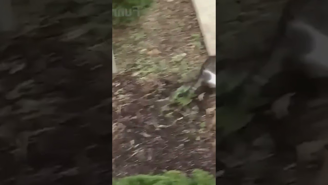 Cat Chases Rival in Epic Backyard Showdown! 