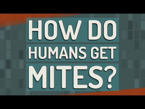 How do humans get mites?