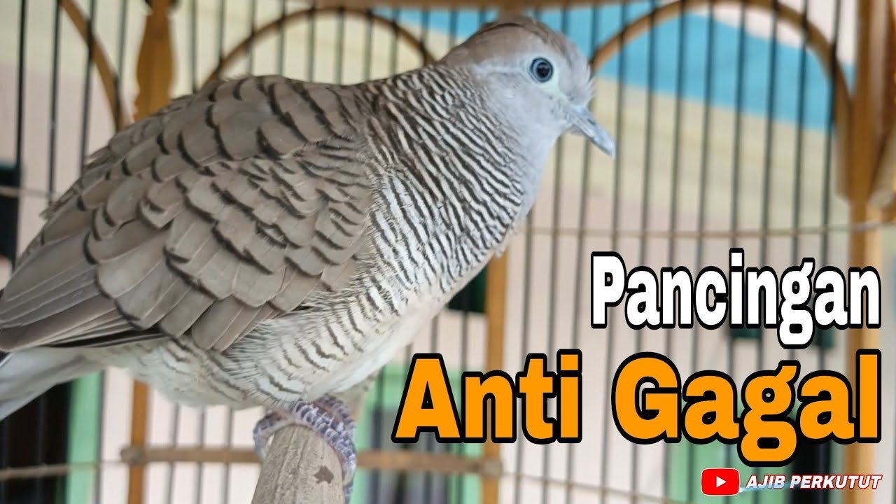 Perkutut Lokal Gacor Pancingan Perkutut Anti Gagal ‼️‼️‼️