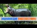 Бегемот карликовый  (Hexaprotodon liberiensis) | Энциклопедия животного мира