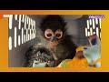A baby monkey and panda cubs! | Happy News | Newsround