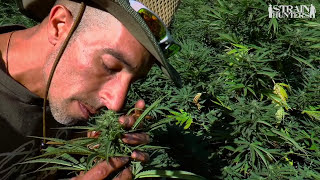 Strain Hunters High Report - Franco somewhere in Africa 2016 by Green House Seed Co 323,861 views 7 years ago 16 minutes