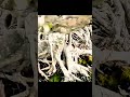 Bonsai Trees Over 100 Years Old – Rare & Priceless Masterpieces#bonsai 100 years old#ancient bonsai