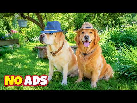 12 Hours of Dog TV for Dogs to Watch🐕Relaxation & Anti-Anxiety for Dogs Left Home Alone💤