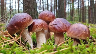 картинка: 🍄‍🟫Повні кошики грибів з туманного лісу 🍄Білі гриби пішли в жовтні Тихе полювання під дощем #boletus