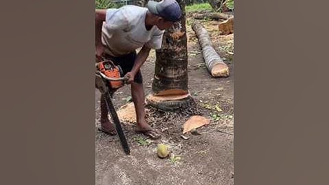 cutting down the oldest coconut tree is fun#chainsaw#woodworking#tree#coconuttree