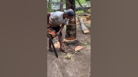 cutting down the oldest coconut tree is fun#chainsaw#woodworking#tree#coconuttree
