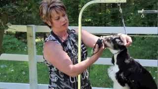 Cocker Spaniel Grooming - Part 4 of 7 Cocker Spaniel Grooming - Part 4 of 7