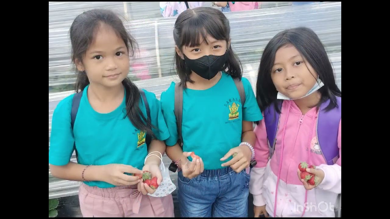 Senang sekali   siswa sd 5 saraswati denpasar kelas 2 D  tamasya petik buah strawberry