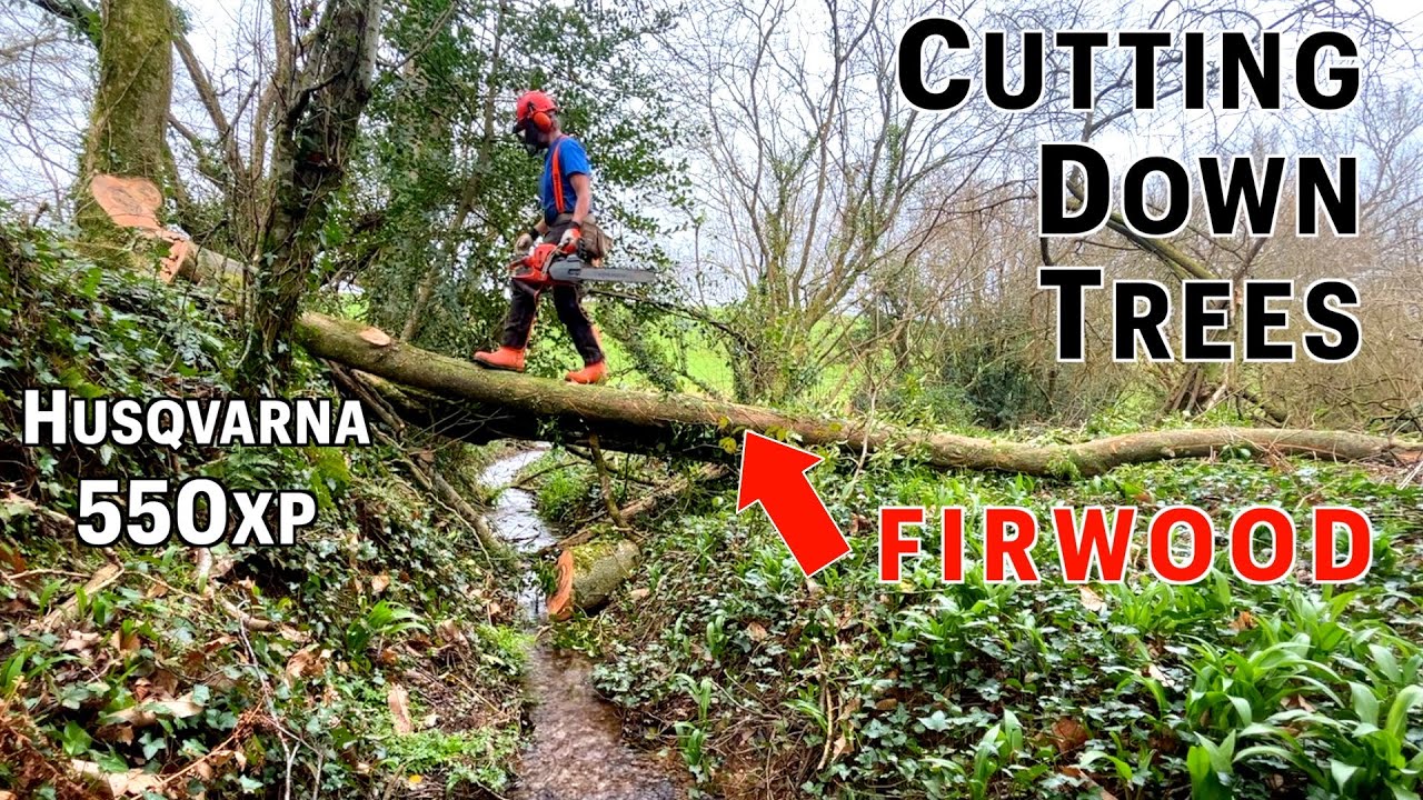 Cutting down trees for Firewood with Husqvarna 550xp Chainsaw - YouTube