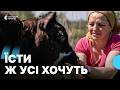 "Їсти ж усі хочуть ": сім'я обробляє понад 3 га городу на Чернігівщині, щоб прогодувати 30 тварин