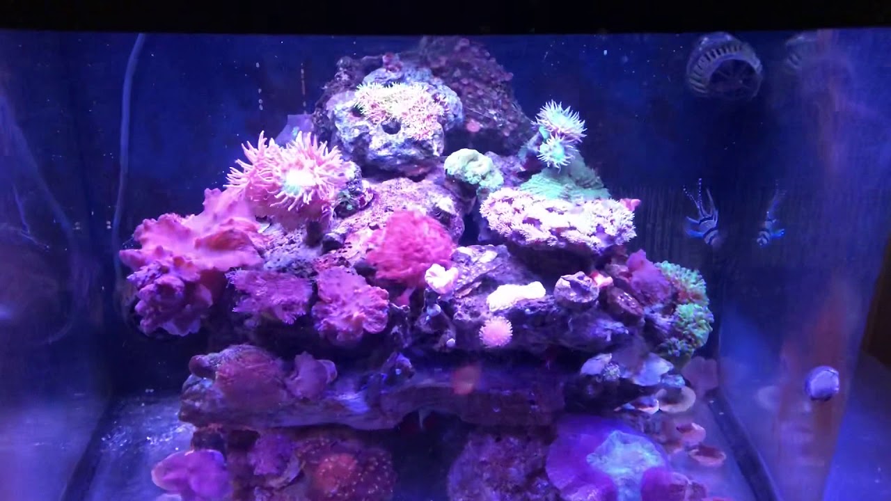Visual Reference: Low Budget And Maintenance Coral Reef Tank 2018