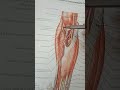 Course of Radial nerve in the Forearm -Part 2