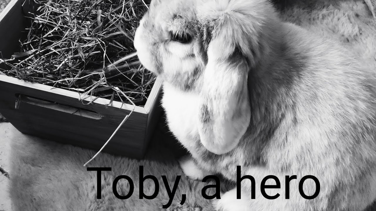 Toby, a giant Hero, #animals , #bunny, #pets, #rabbit, #loverabbits ...
