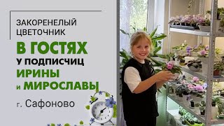 видео: В гостях у Ирины и Мирославы. Фиалки, хойи, фикусы, кактусы в г. Сафоново Смоленской области картинка: В гостях у Ирины и Мирославы. Фиалки, хойи, фикусы, кактусы в г. Сафоново Смоленской области