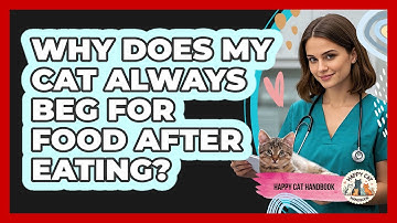 Why Does My Cat Always Beg For Food After Eating? - Happy Cat Handbook