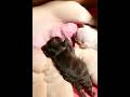 Satisfying Video Watching Newborn French Bulldog Puppies Nursing #nursing #puppy #cutepup #cutealert