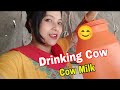 Cow milk drinking from udder cow milking  cow milking vlog  jaya ghosh 