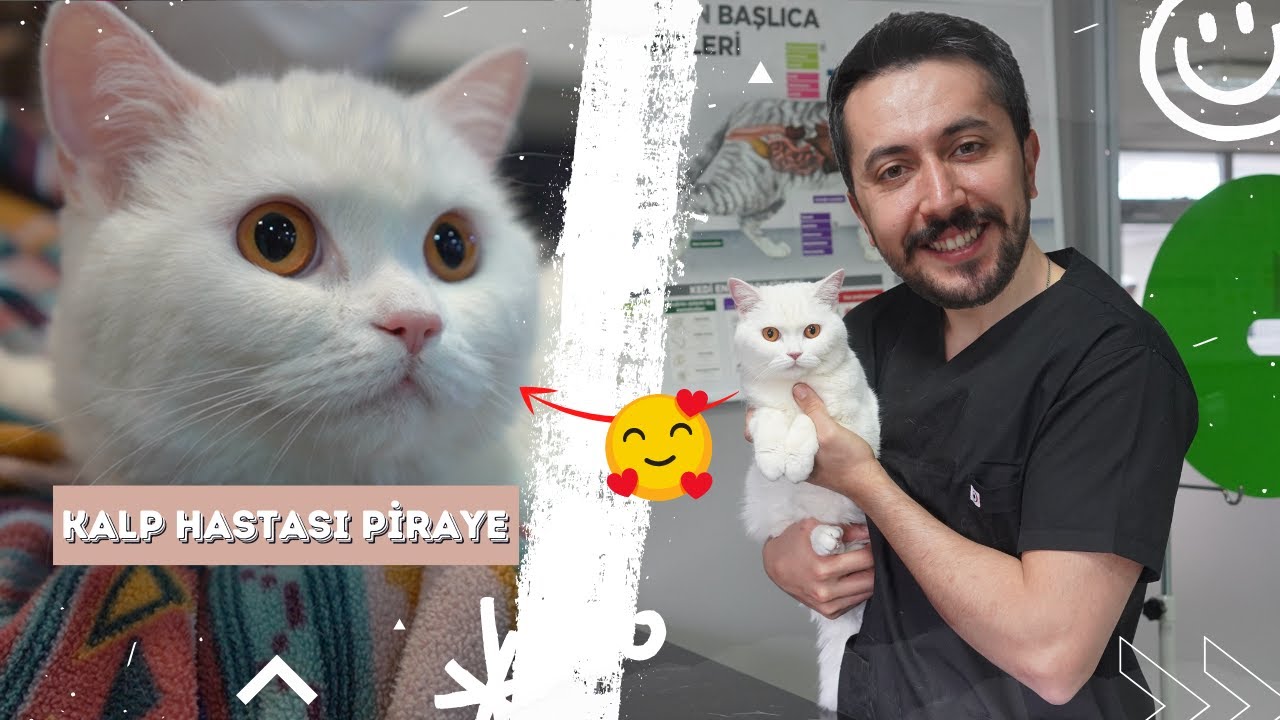 KEDİM KALP HASTASI :( PİRAYE İLE TANIŞIN.