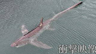 全長4m超巨大深海サメ「ハチワレ」が港の足元に！？？