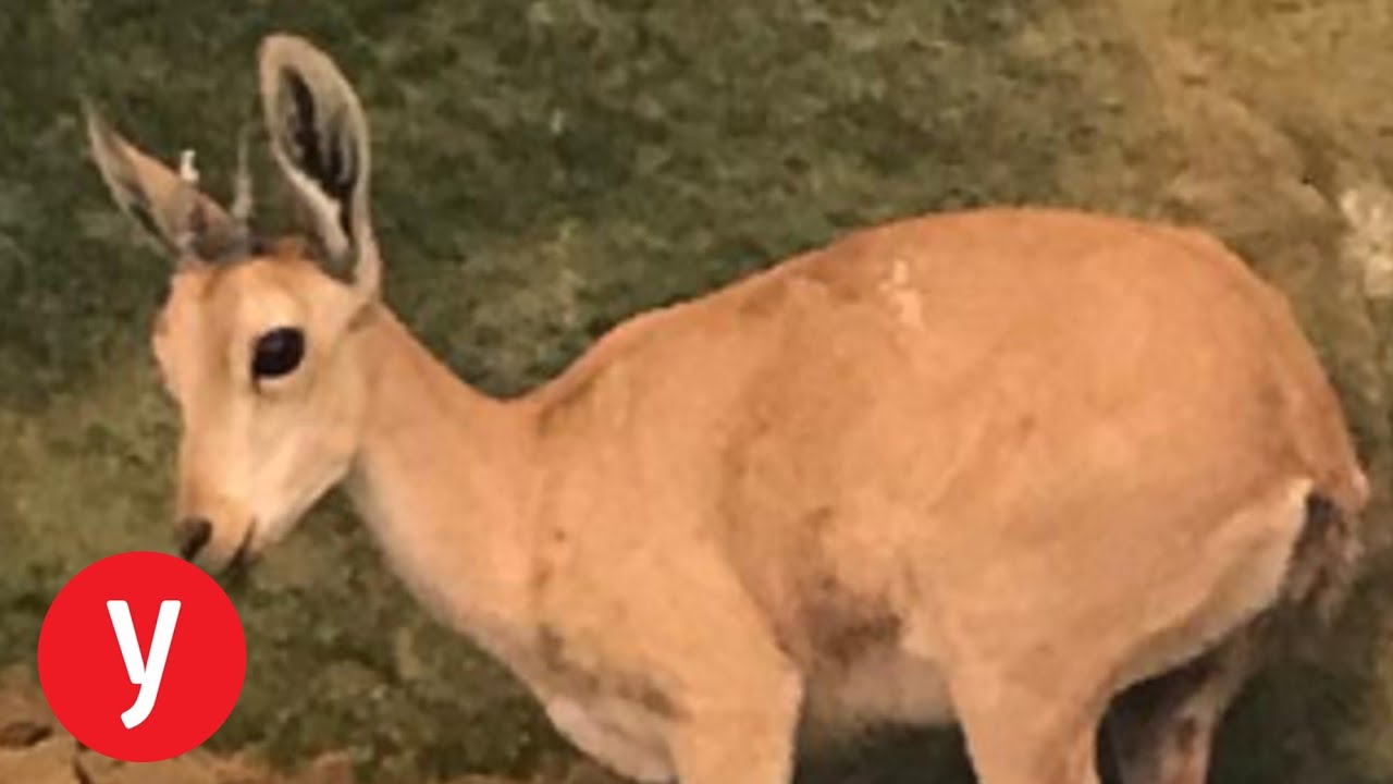 תיעוד: חילוץ יעלים שנלכדו בגבי מים בערבה