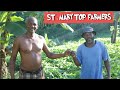 ST . MARY JAMAICA FARMER LIFE STYLE # YEARD MAN THING . PORT MARIA . FRONTIER ,  ST . MARY ( JA )