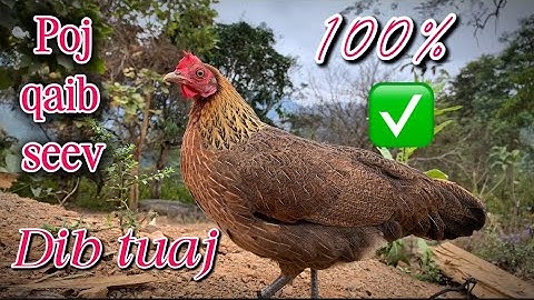Poj qaib seev dib tuaj zoo 100%✔️ || Tiếng gà mái kêu gọi trống NHẠY NHẤT 2025