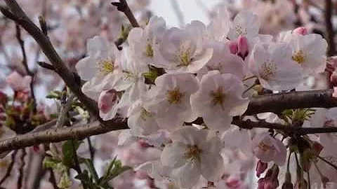 تحميل 日本の演歌赤い夕陽の故郷薩克斯風森山愛子日文漢譯中譯 تحميل 日本の演歌赤い夕陽の故郷薩克斯風森山愛子日文漢譯中譯