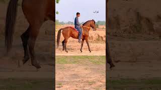 #horseriding #sansansehorhorse #haq Nawaz jaj champion Punjab 😘😘😘
