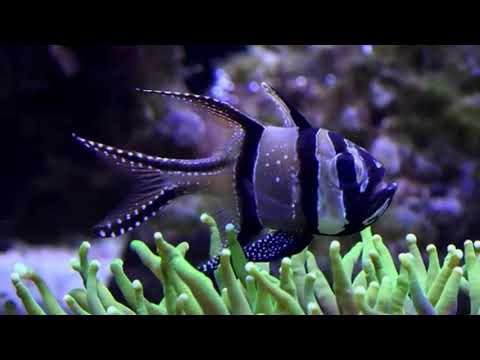 ابو محجن مالك ابن حبيب الثقفي لا تسأل الناس