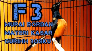 aksi Murai Bordan F3 || volume tembus isian kapas tembak,cililin,kenari sambung jangkrik