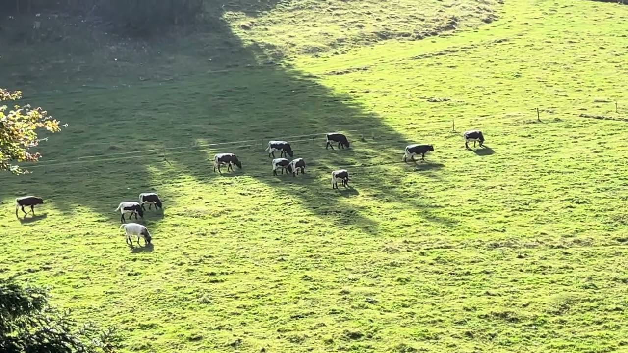 Cows and their bells in Arzier-Le Muids, Switzerland