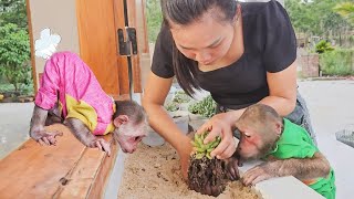 Try not to laugh😂Monkey Su stole money from Mom and called Kuku to buy ornamental plants